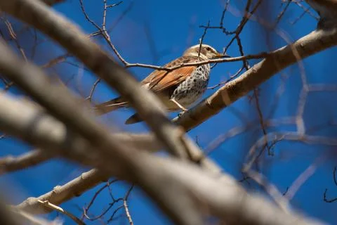 Dusky Thrush bird Stock Photos