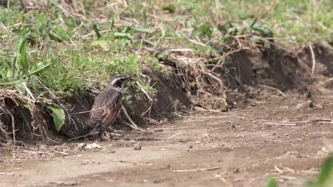 Dusky Thrush Stock Footage 235170421