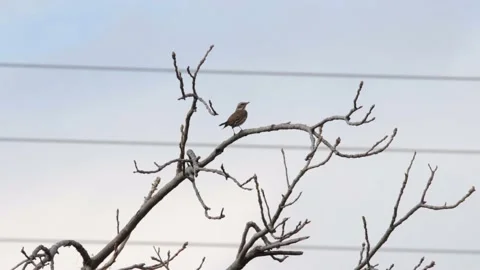 Dusky Thrush Stock Footage 235170550