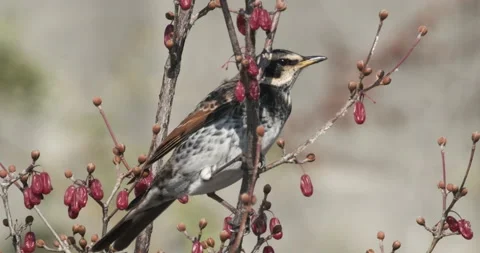Dusky thrush perched on a branch Video stock 234967510