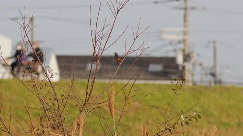 A Dusky Thrush Perched in a Tree. Stock Footage 229669767
