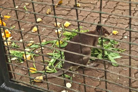 Dusky wallaby Stock Photos