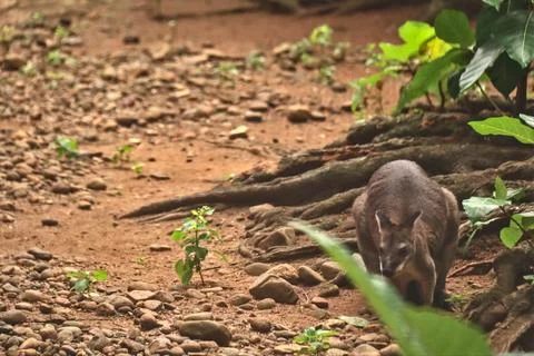 Dusky wallaby Foto stock