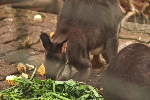 Dusky wallaby Stock Photos