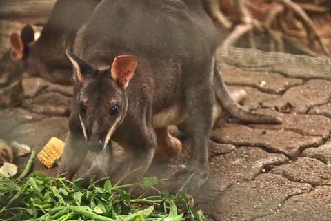 Dusky wallaby Foto stock