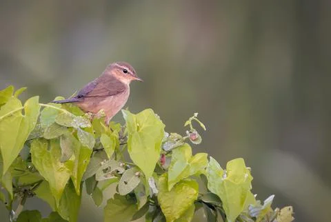 The dusky warbler is a leaf warbler which breeds in the east Palearctic. Stock Photos