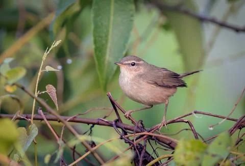 Dusky warbler is a leaf warbler which breeds in the east Palearctic. Stock Photos