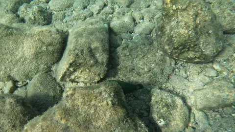 Dusky Wrasse Colorful Friendly Fish in Coral Reef Stock Footage 305898726