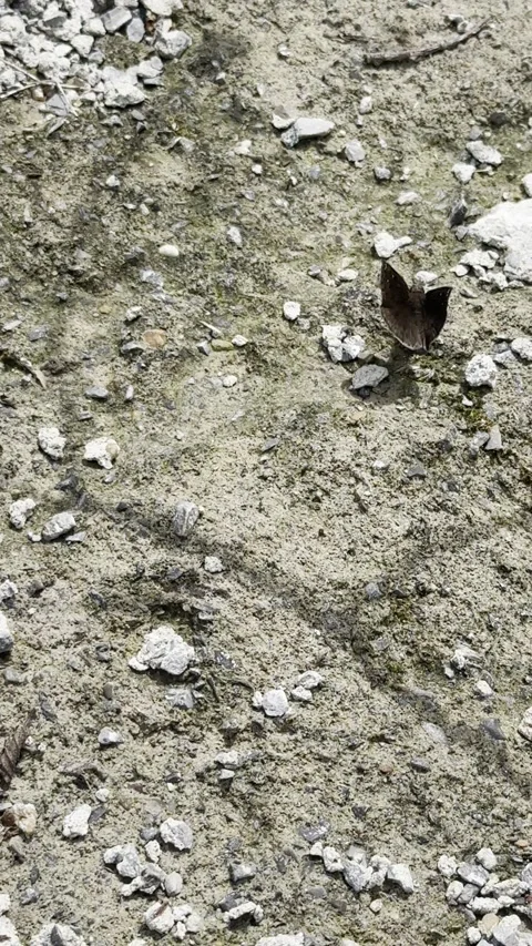 Duskywing Butterfly Resting on Rocky Ground Stock Footage 345685200