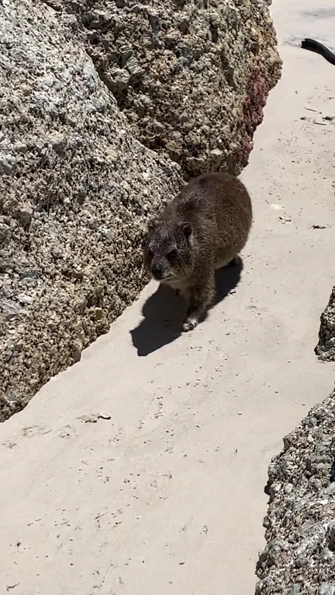Dussy Hyrax on the beach Stock Footage 300354802