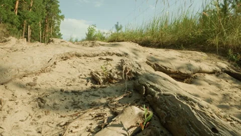 Dust and grains in motion. Wind lifts dust around weathered logs scene Stock Footage 341661628