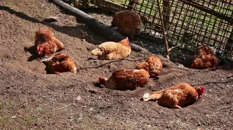 Dust bathing chickens. Stock Footage 50109039