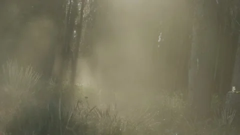 Dust blowing through sun beam through trees lining dirt road in forest Vidéo 247863765