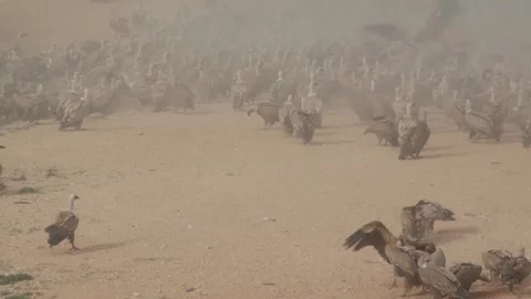 Dust cloud rising with vultures in flight at Mas de Bunyol Aragon Spain Stock Footage 315640344
