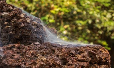 Dust cobweb on stone Stock Photos