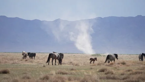 Dust devil blowing through the Utah desert past wild horses Stock Footage 276788703