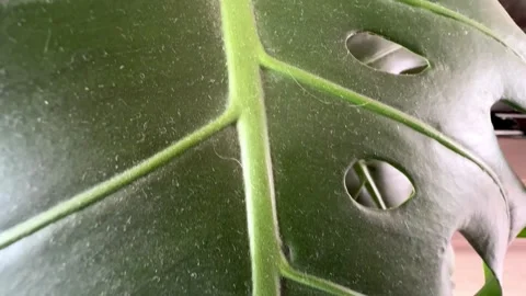 Dust on indoor plants Stock Footage 287930811