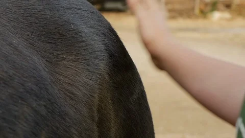 Dust on the of mantle of donkey 動画素材 119614770