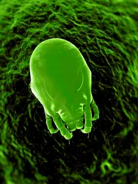 Dust mite, artwork Stock Illustration
