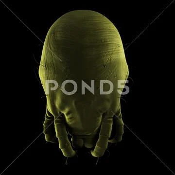 Dust mite, artwork Stock Illustration