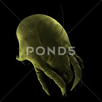 Dust mite, artwork Stock Illustration