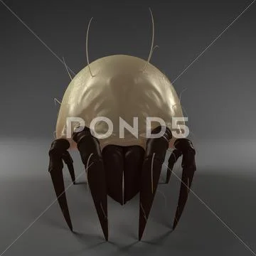 Dust mite, artwork Stock Illustration