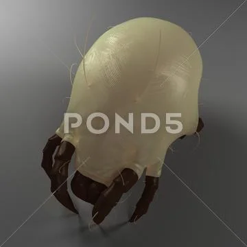 Dust mite, artwork Stock Illustration