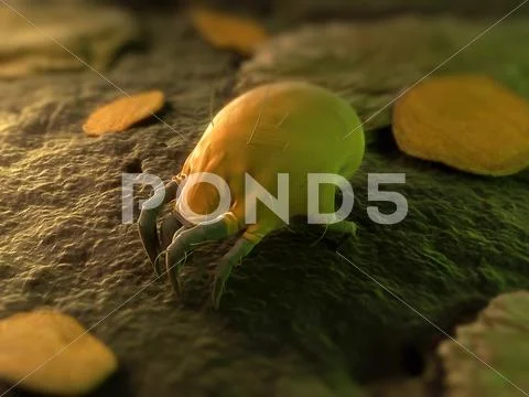Dust mite, artwork Stock Illustration