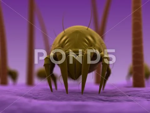Dust mite, artwork Stock Illustration
