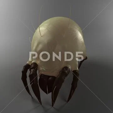 Dust mite, artwork Stock Illustration
