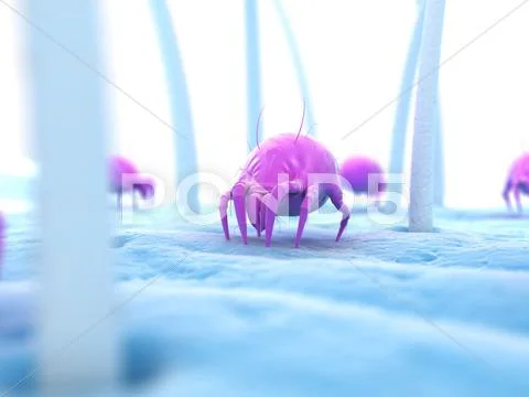 Dust mite, artwork Stock Illustration