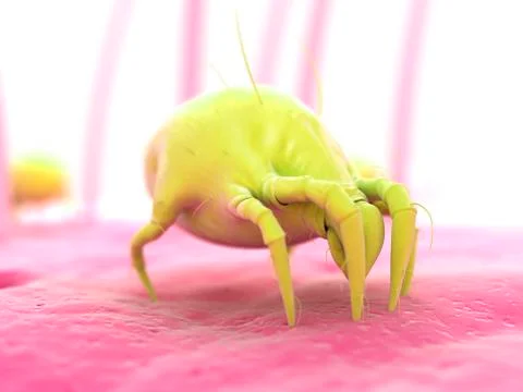 Dust mite, artwork Stockillustratie