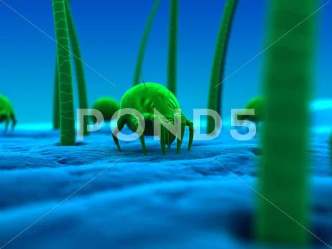 Dust mite, artwork Stock Illustration