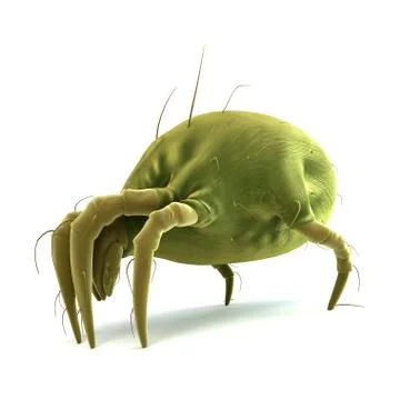 Dust mite; artwork Stockillustratie