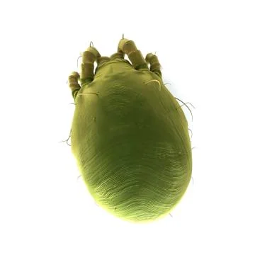Dust mite; artwork Stockillustratie