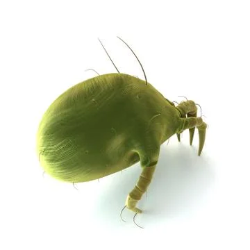 Dust mite; artwork Stockillustratie