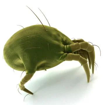 Dust mite; artwork 스톡 일러스트