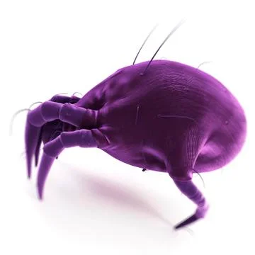 Dust mite; artwork 스톡 일러스트