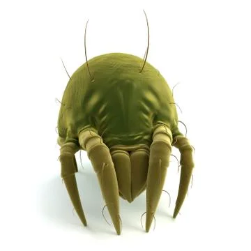 Dust mite; artwork Stockillustratie