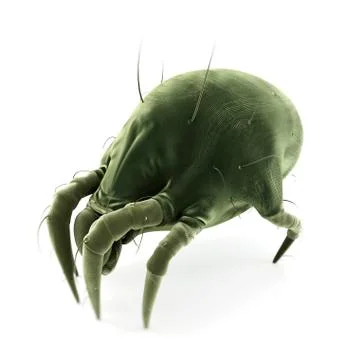 Dust mite; artwork Stockillustratie