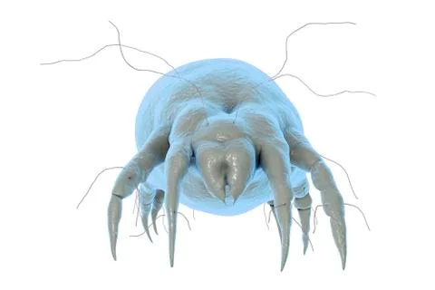 Dust mite Dermatophagoides Stock Illustration