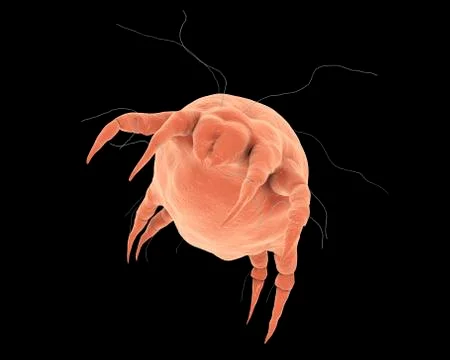 Dust mite Dermatophagoides Illustrazione stock
