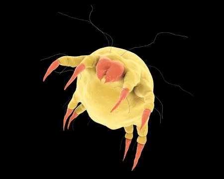 Dust mite Dermatophagoides Illustrazione stock