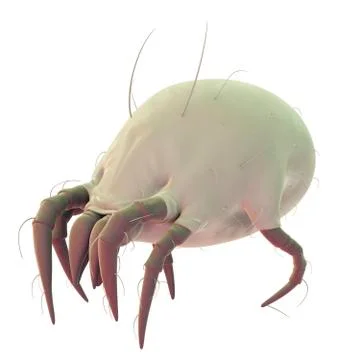 Dust mite Stock Illustration