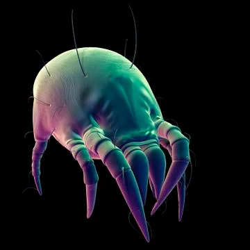 Dust mite Stock Illustration