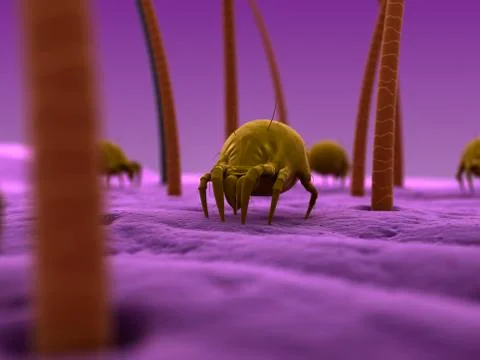 Dust mites, artwork Stock Illustration