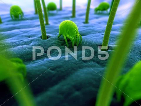 Dust mites, artwork Stock Illustration