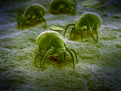 Dust mites Stock Illustration