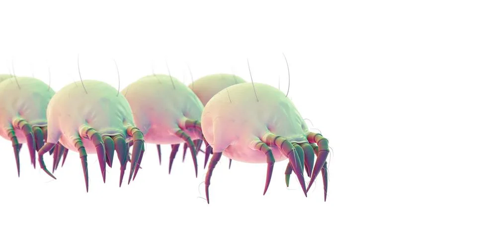 Dust mites Stock Illustration