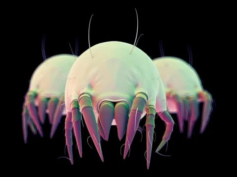 Dust mites Stock Illustration